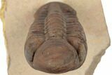 Translucent Reedops Trilobite - Rock Removed From Under Shell #189970-7